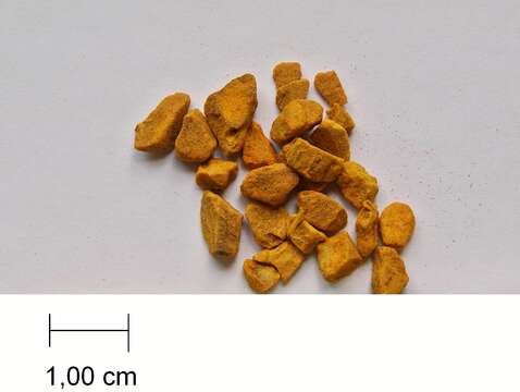 Imagem de Curcuma zanthorrhiza Roxb.