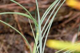 Image of Spinifex