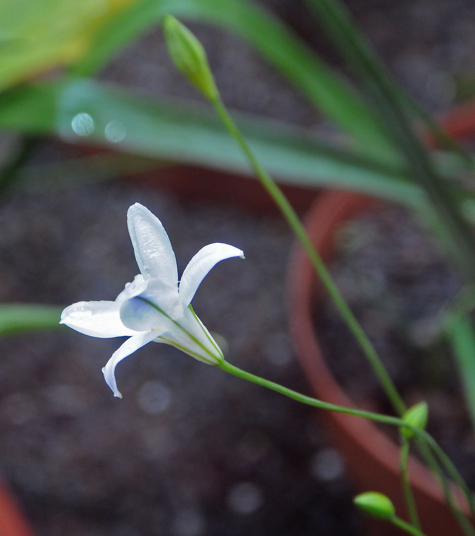 Image of long-ray brodiaea