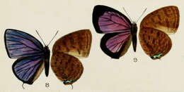 Image of Arhopala havilandi Bethune-Baker 1896