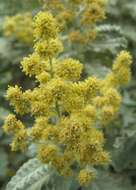 Imagem de Buddleja glomerata H. Wendl.