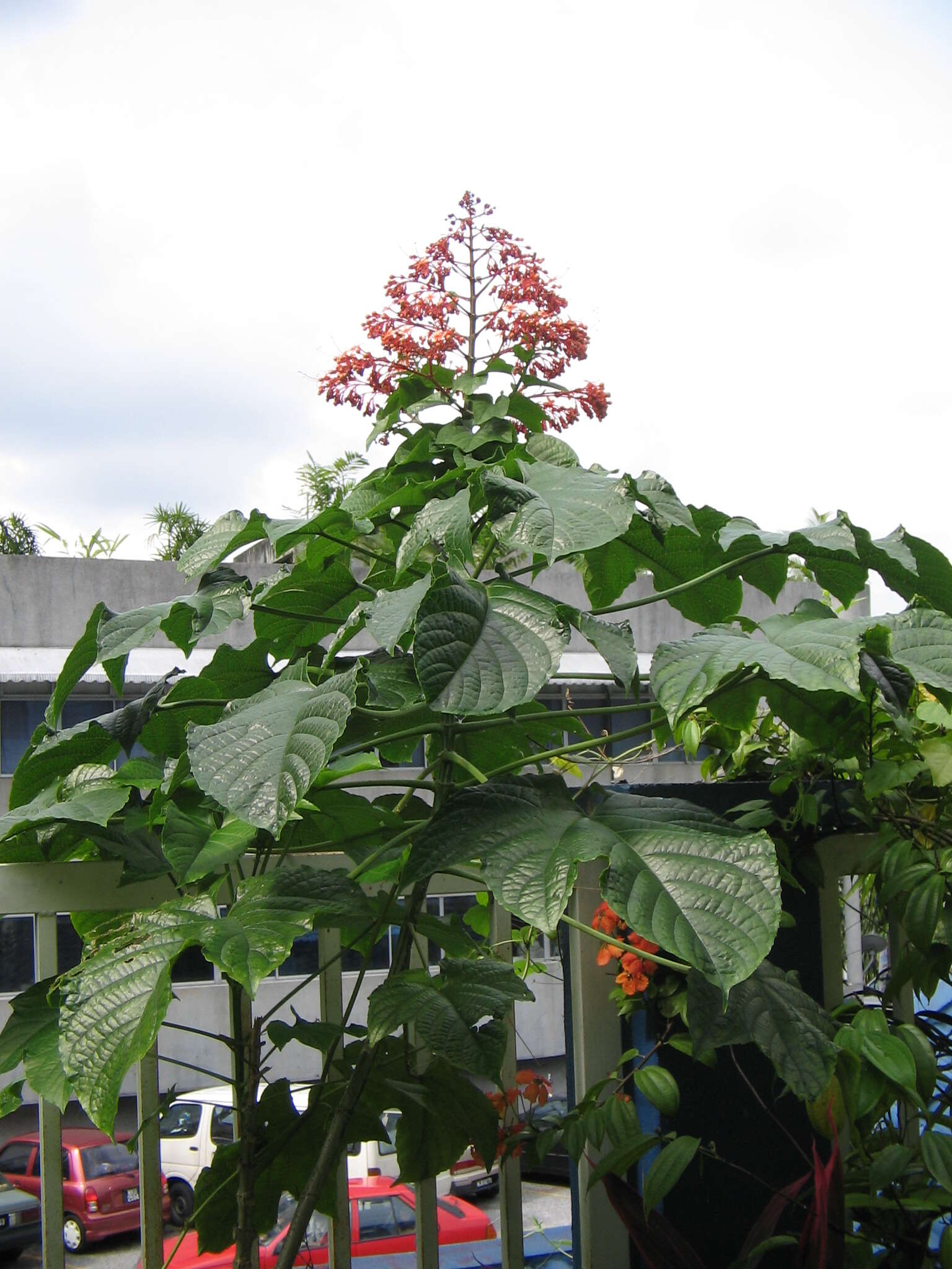 Слика од Clerodendrum paniculatum L.