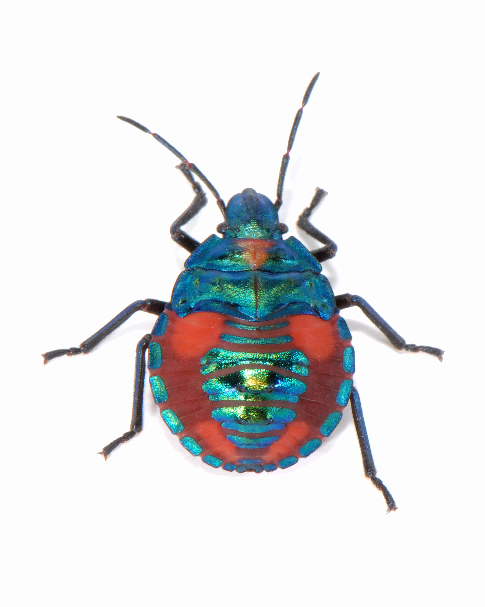 Image of cotton harlequin bug