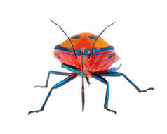 Image of cotton harlequin bug