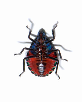 Image of cotton harlequin bug