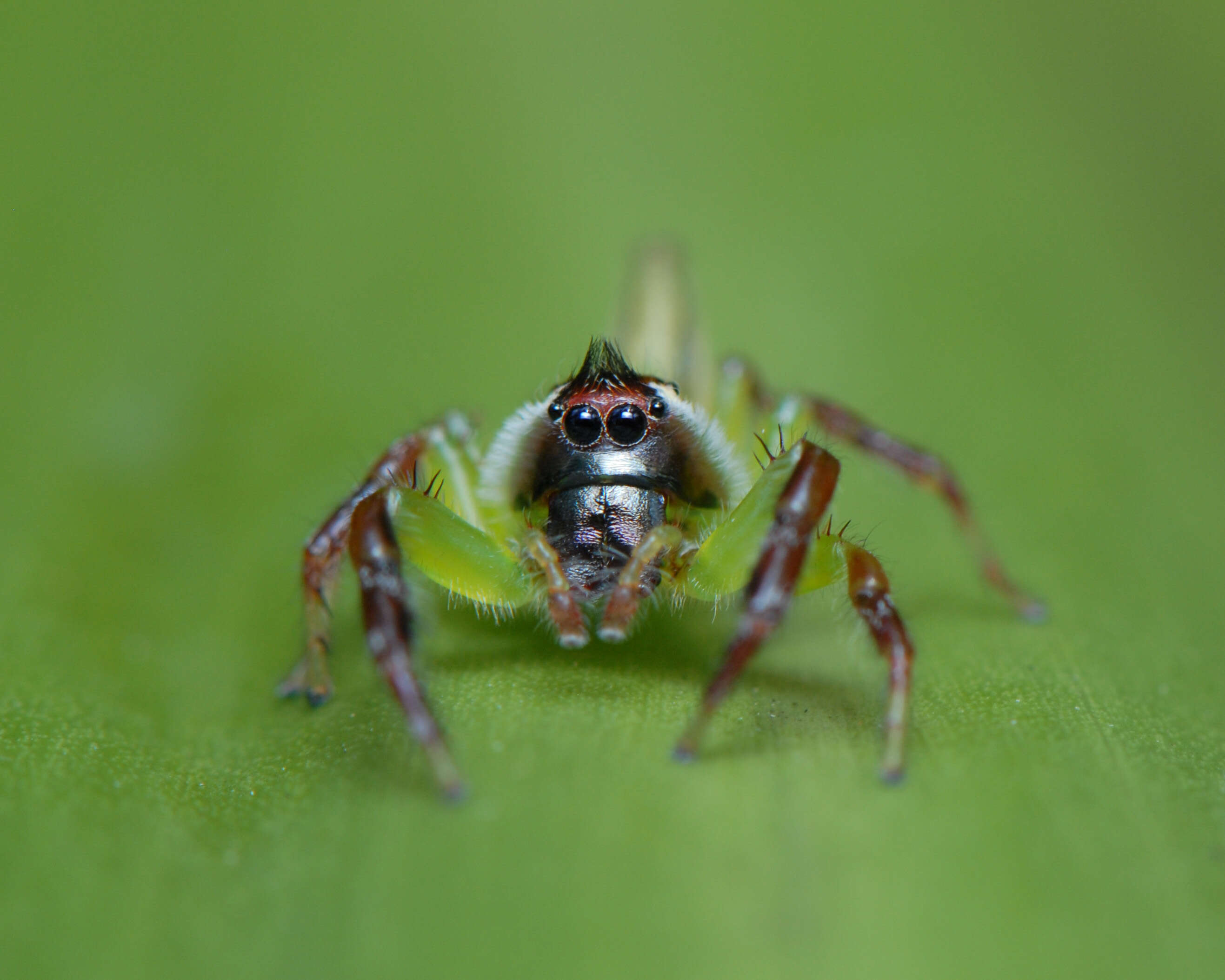 Image of Mopsus mormon Karsch 1878