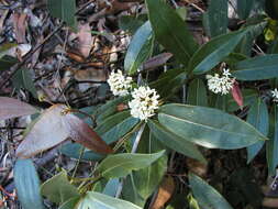 Image of Marsdenia suaveolens R. Br.