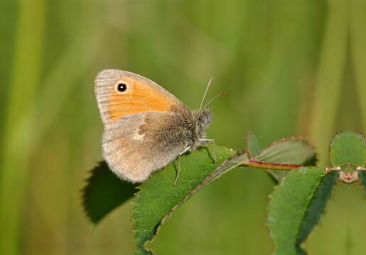 Image of small heath