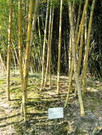 Image of running giant bamboo