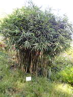 Image of arrow bamboo