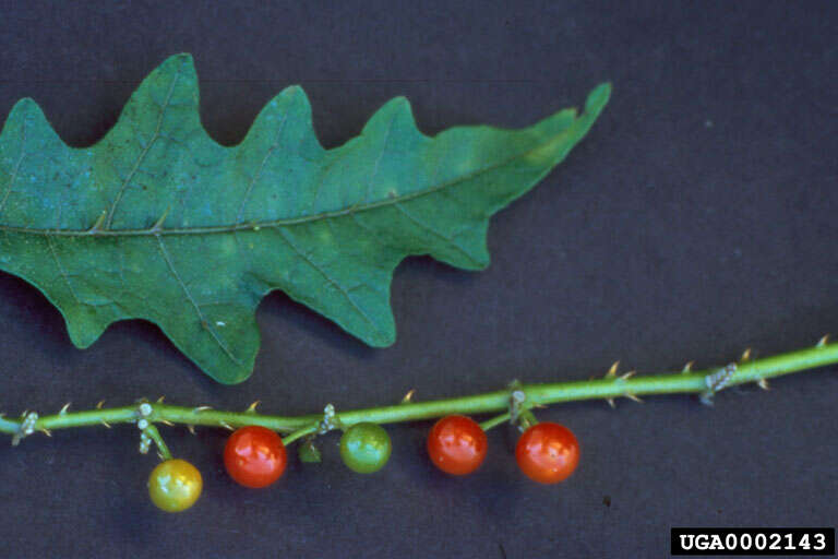 Plancia ëd Solanum tampicense Dun.