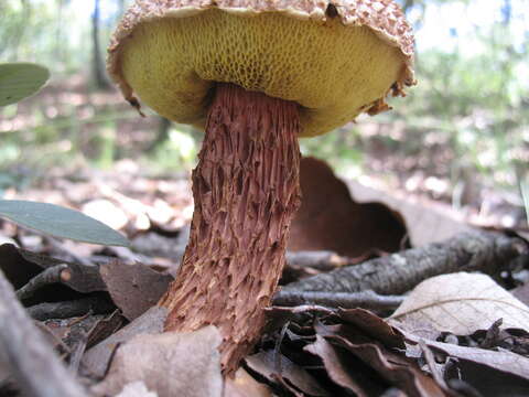 Image of Aureoboletus russellii (Frost) G. Wu & Zhu L. Yang 2016