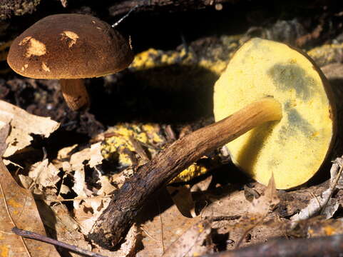 Image of Boletellus chrysenteroides (Snell) Snell 1941