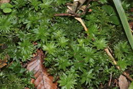 Image of rose rhodobryum moss