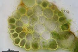 Image of rose rhodobryum moss