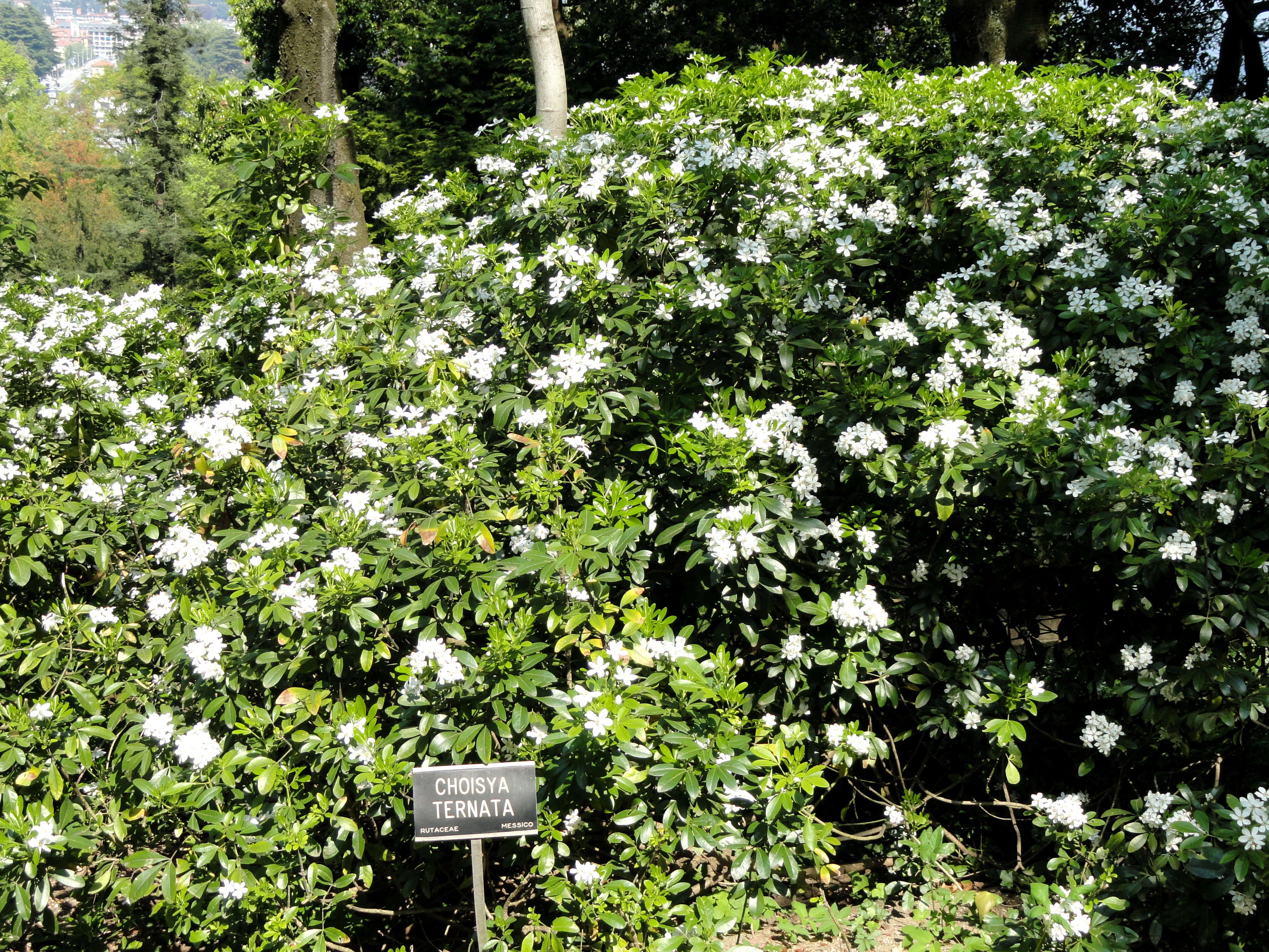 Image of Mexican Orange Blossom