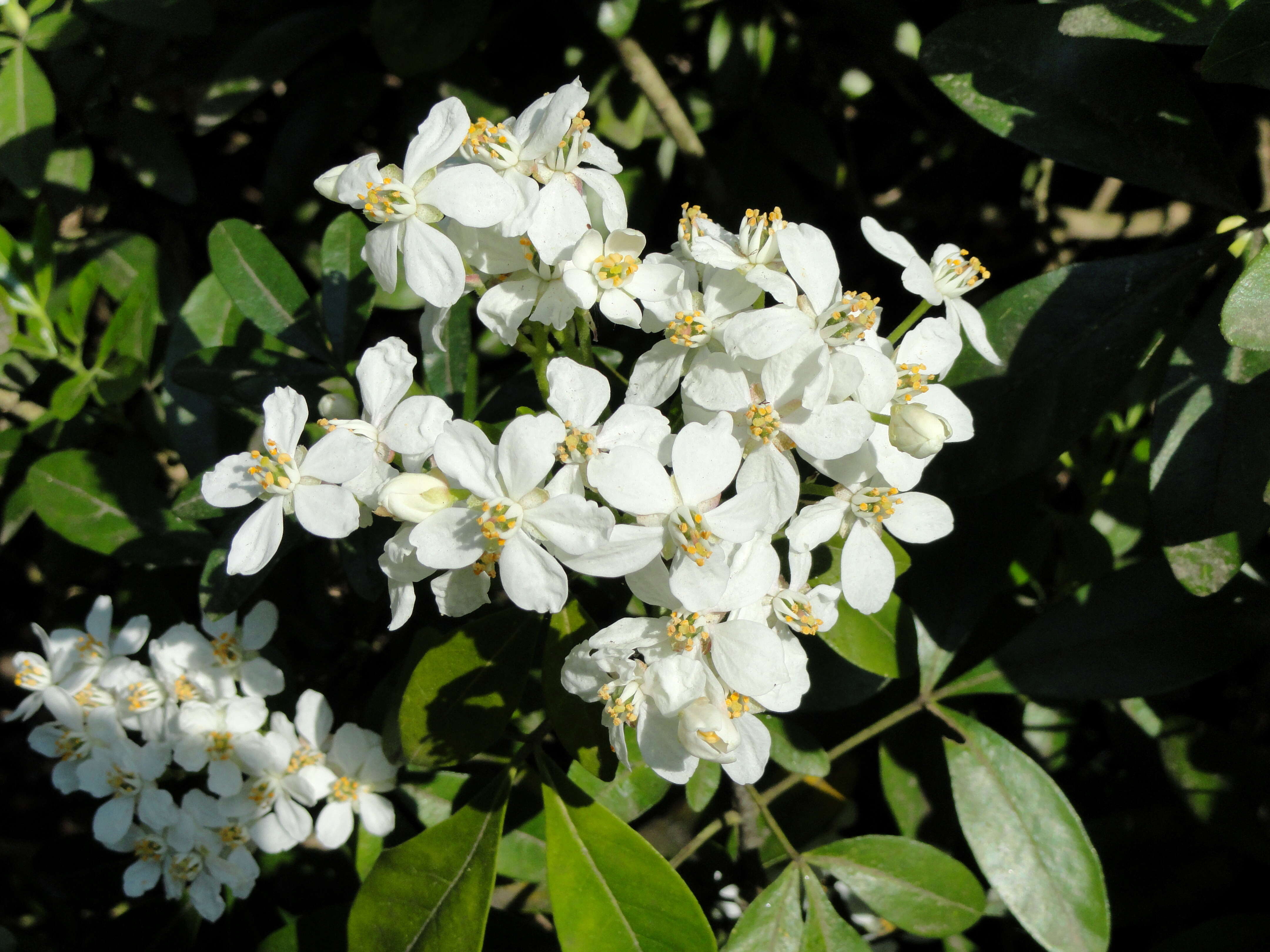 Image of Mexican Orange Blossom