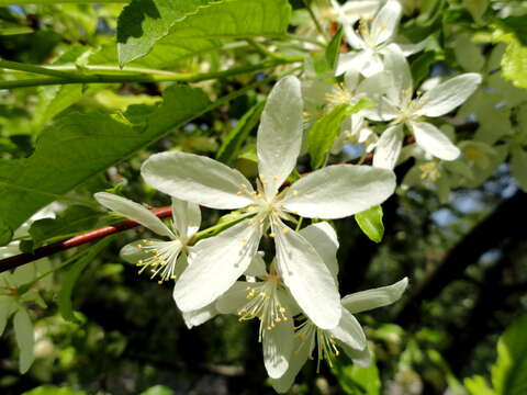 Image of Malus transitoria (Batalin) C. K. Schneid.