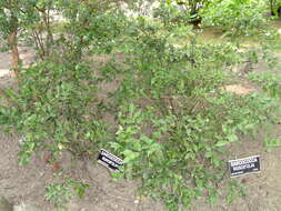 Image of Sarcococca ruscifolia Stapf