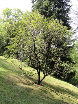 Imagem de Sorbus hupehensis C. K. Schneid.