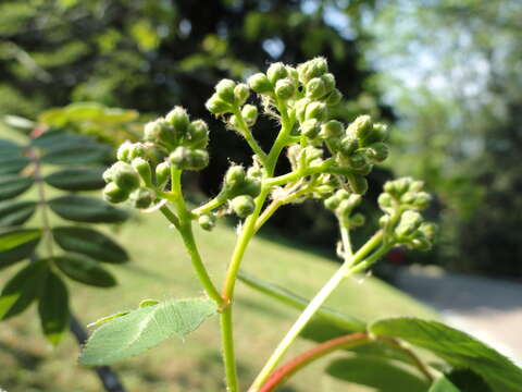 Imagem de Sorbus hupehensis C. K. Schneid.