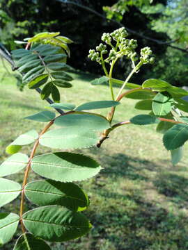 Imagem de Sorbus hupehensis C. K. Schneid.