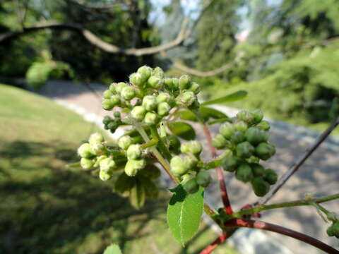 Image of Hubei Rowan