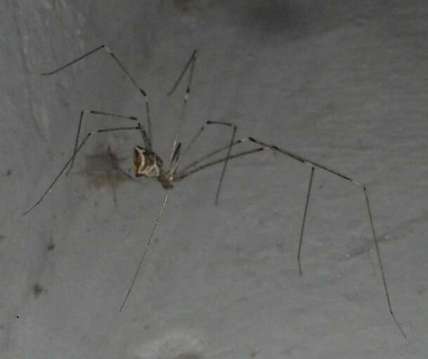 Image of Cellar spider