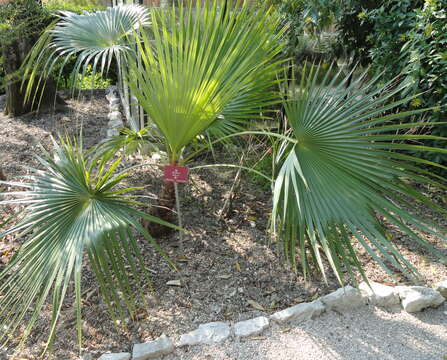 Image of Rock palm