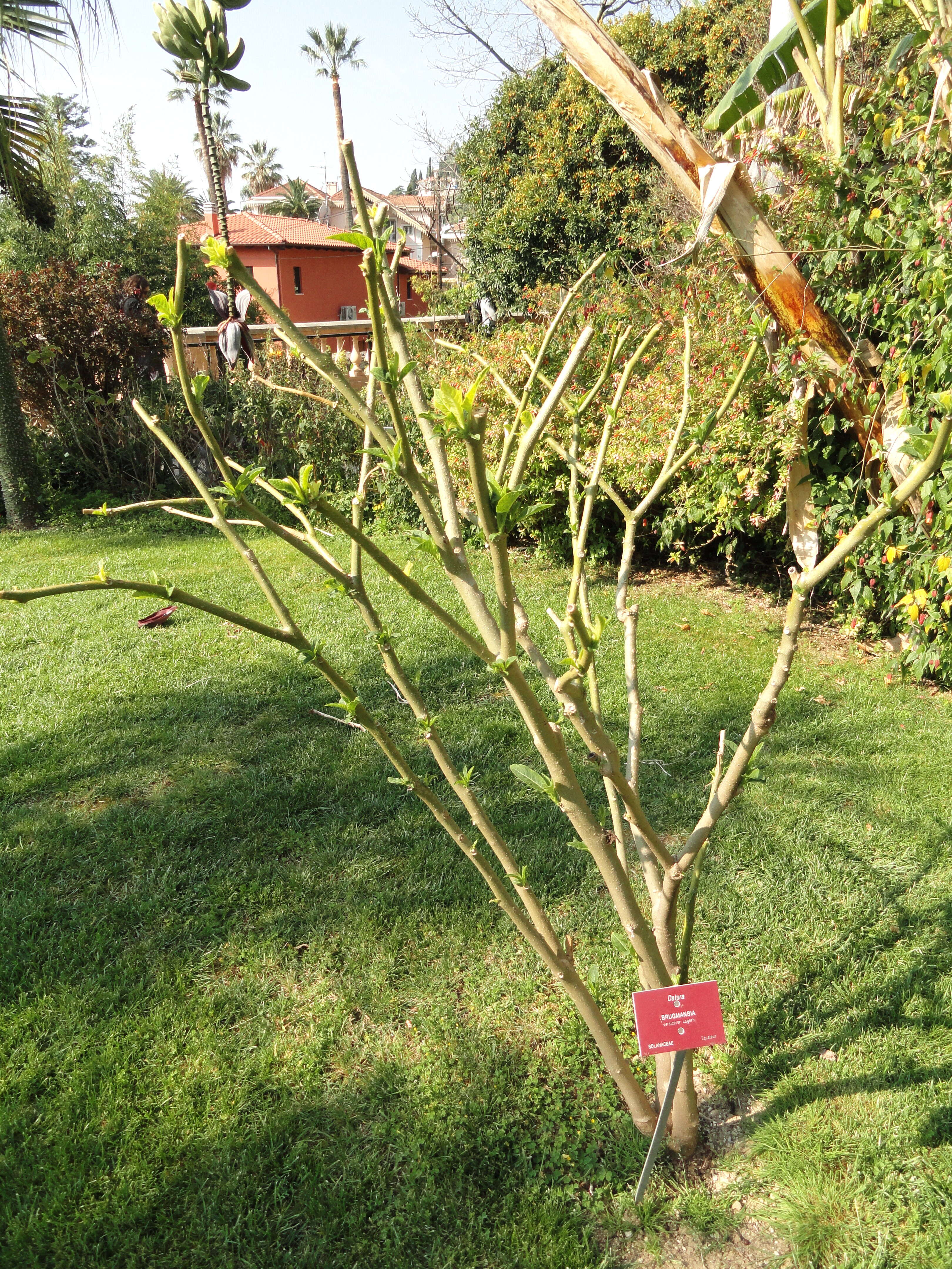 Image of arborescent angel's-tears