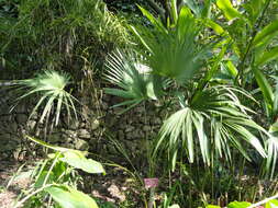 Trachycarpus oreophilus Gibbons & Spanner resmi