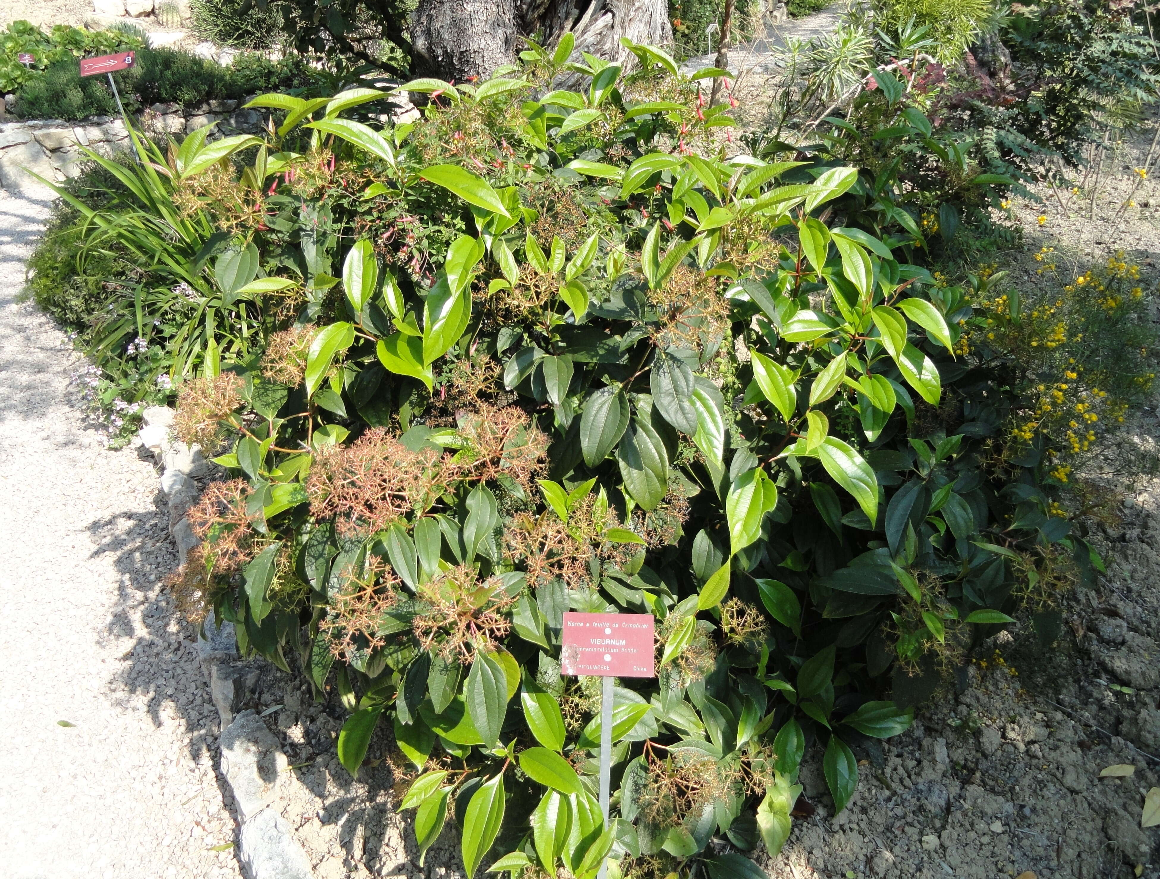 Sivun Viburnum cinnamomifolium Rehder kuva