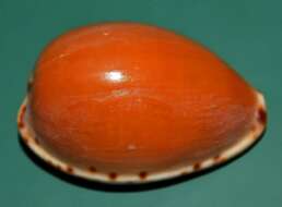 Image of Notocypraea angustata (Gmelin 1791)