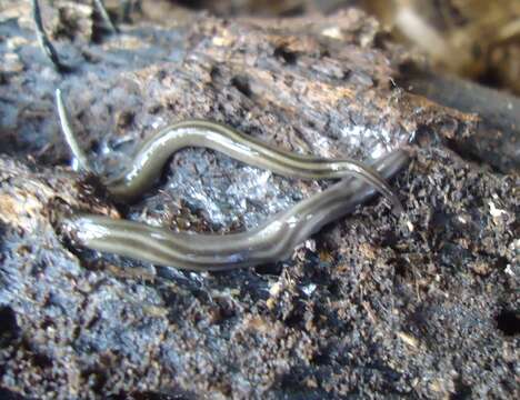 Image of smiling worms