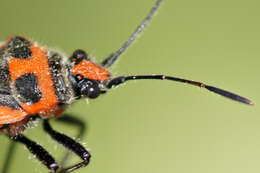 Image of black & red squash bug