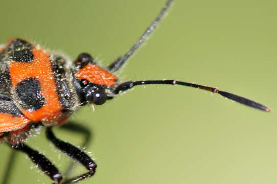 Image of black & red squash bug