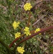 Imagem de Lomatium cookii J. S. Kagan