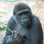 Image of Lowland Gorilla