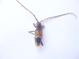 Image of Eucalyptus longhorned borer