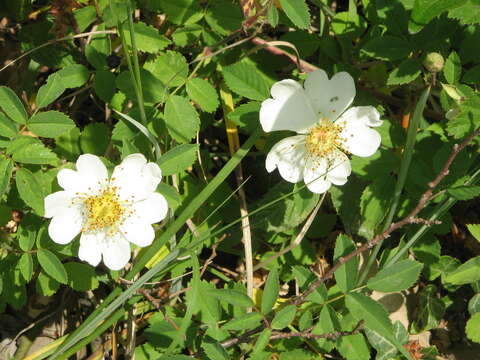 Image of Field-rose