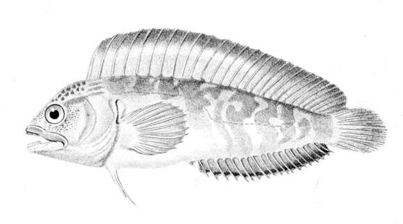 Plancia ëd Chasmodes bosquianus (Lacepède 1800)