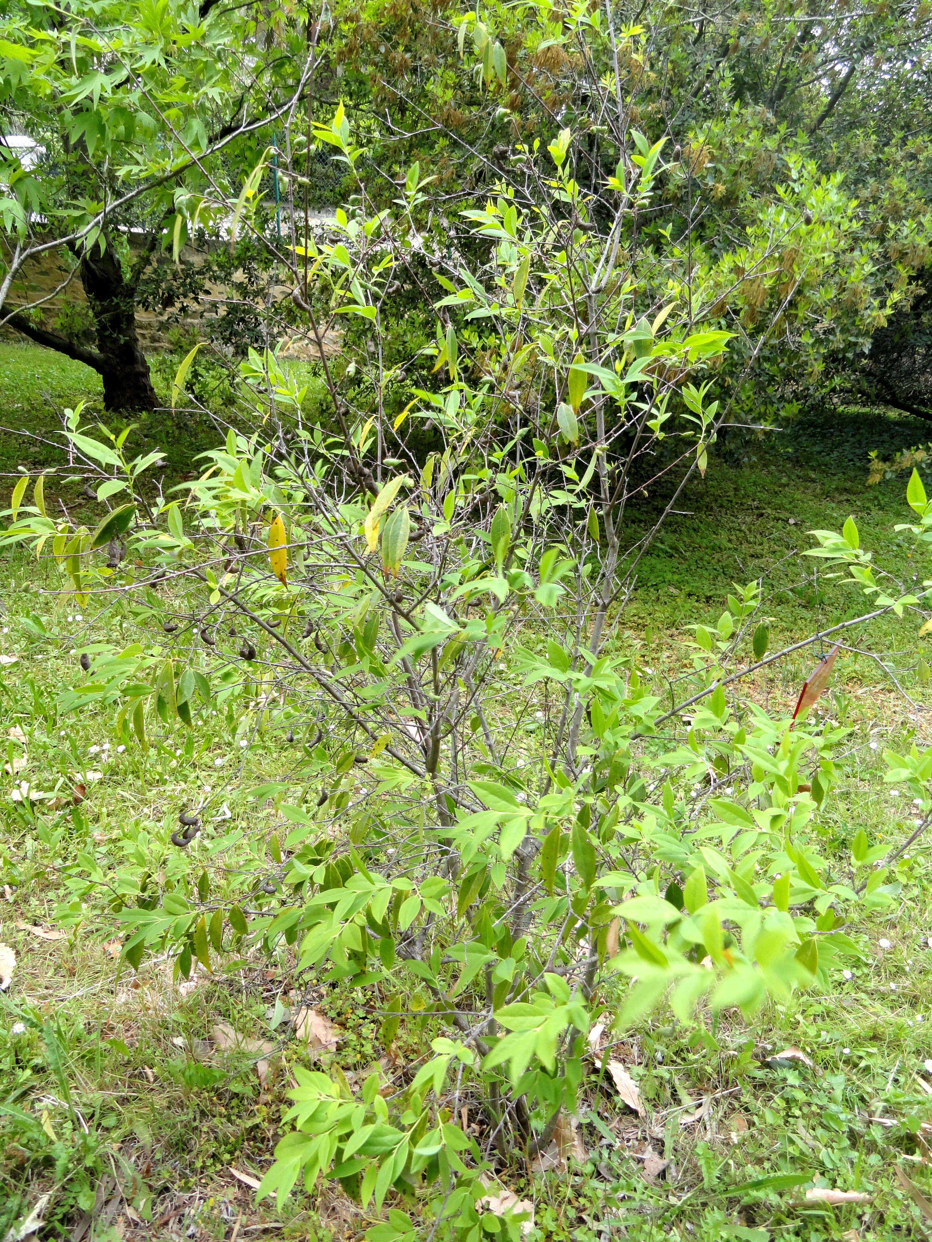 Image of Chimonanthus nitens var. salicifolius (S. Y. Hu) H. D. Zhang