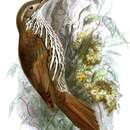 Image of Layard's Woodcreeper