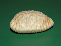 Image of granulated cowry