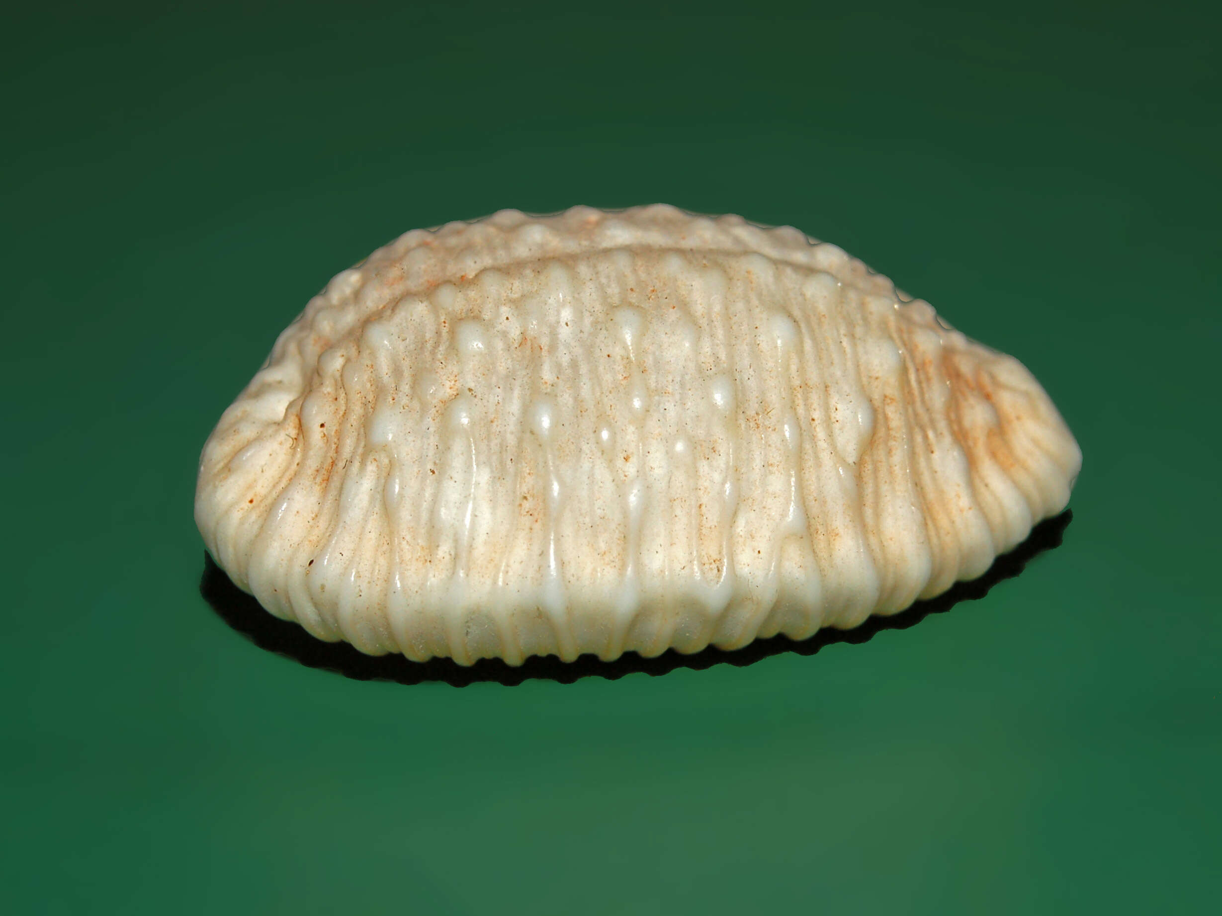 Image of granulated cowry