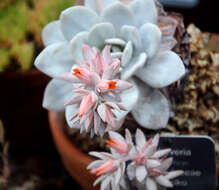 Image of Echeveria laui R. Moran & J. Meyran