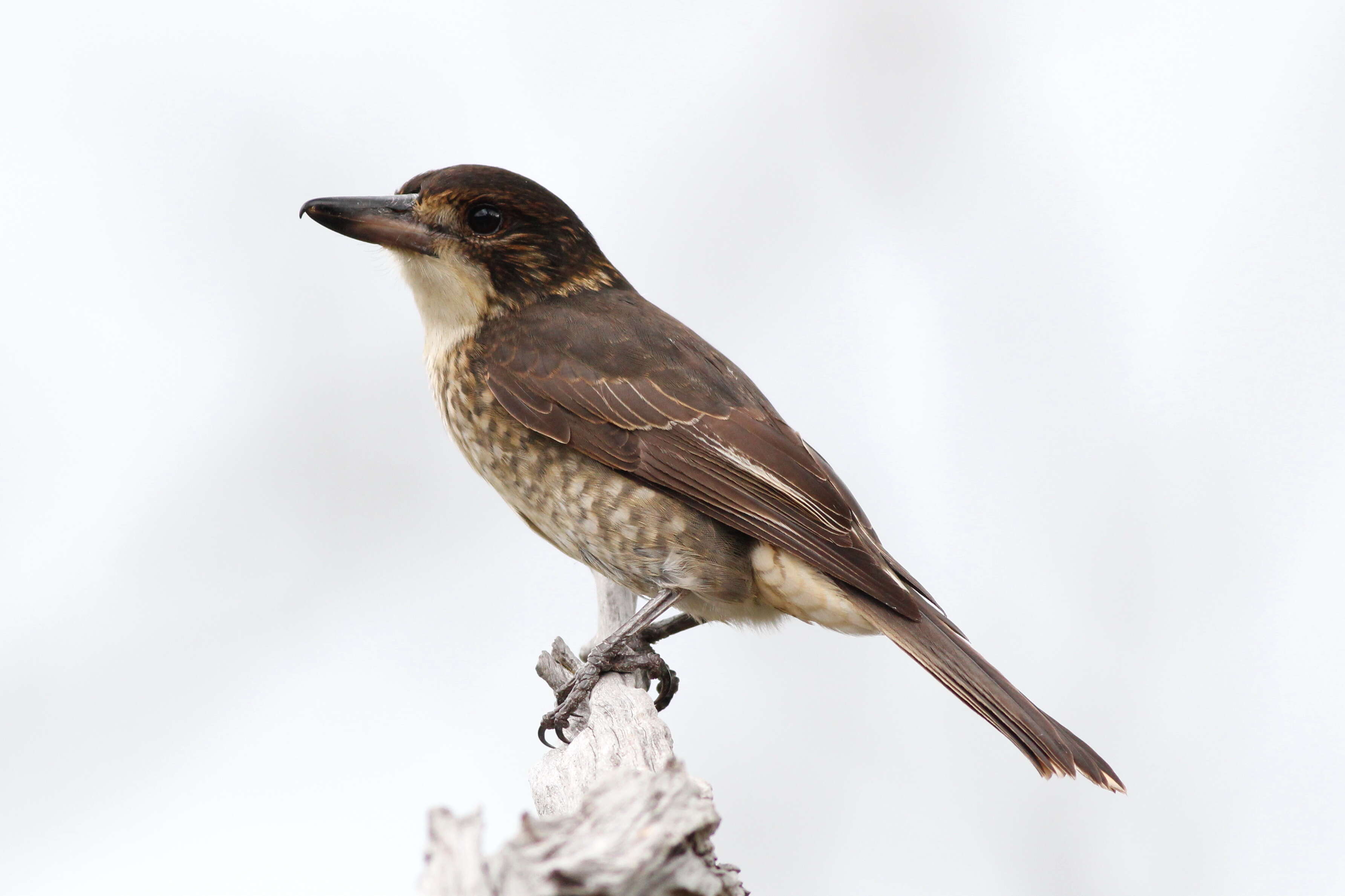 Image of Butcherbird