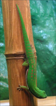 Phelsuma nigristriata Meier 1984 resmi