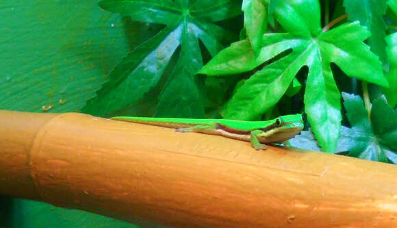 Image of Island Day Gecko