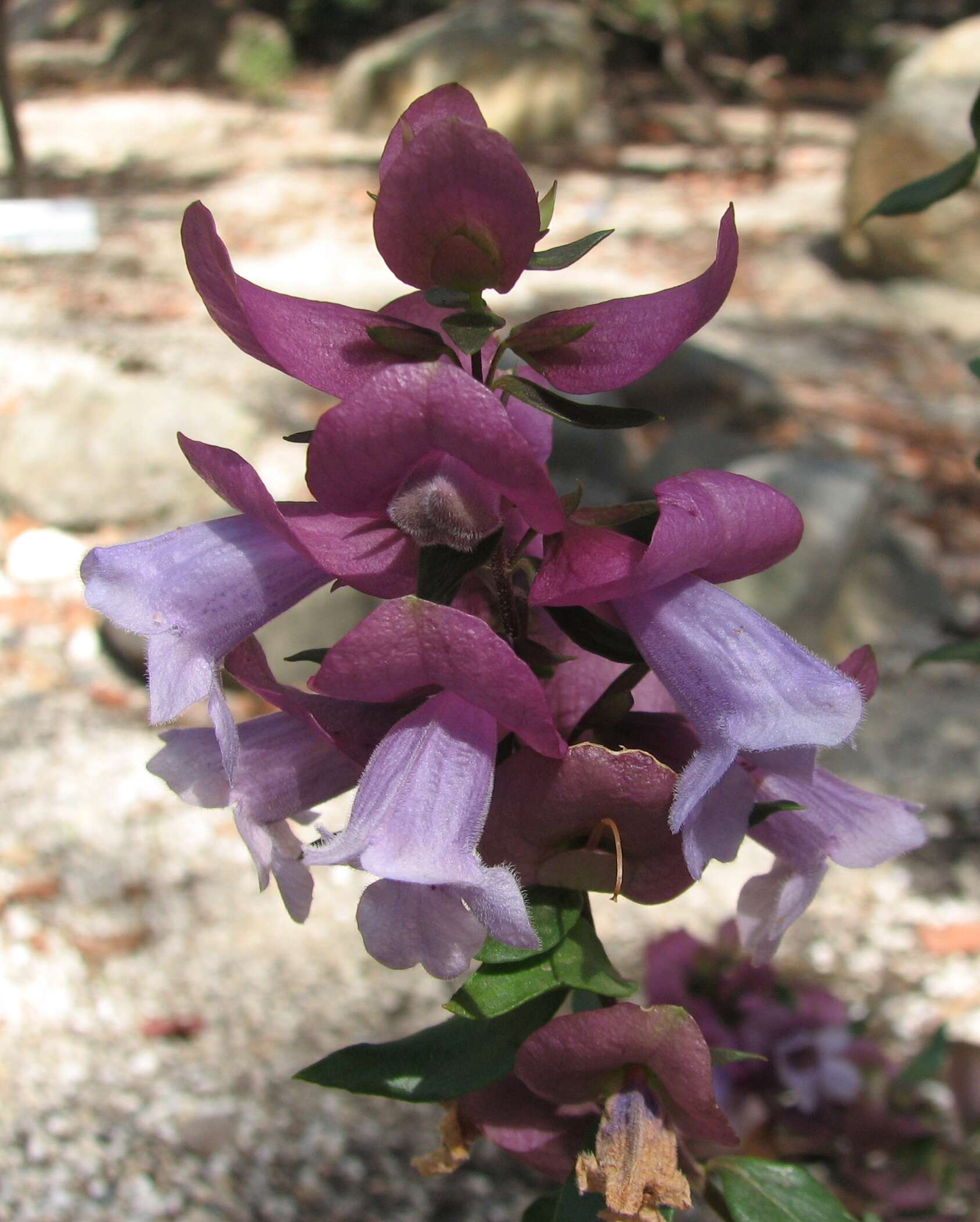 Imagem de Prostanthera magnifica C. A. Gardner